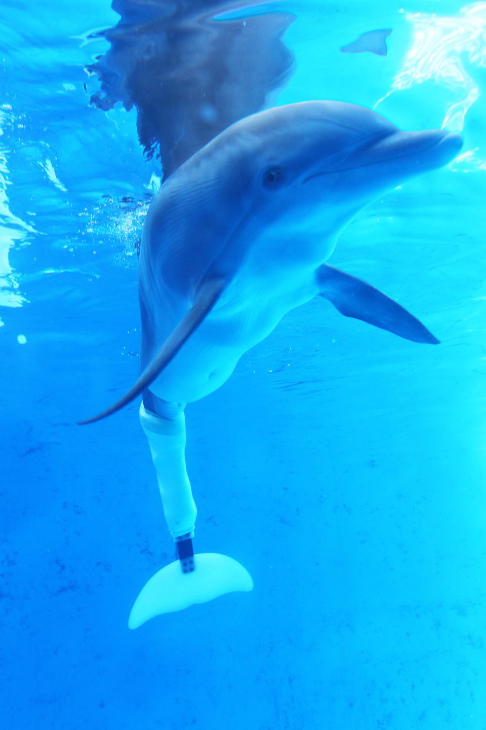 Winter the dolphin with her prosthetic tail