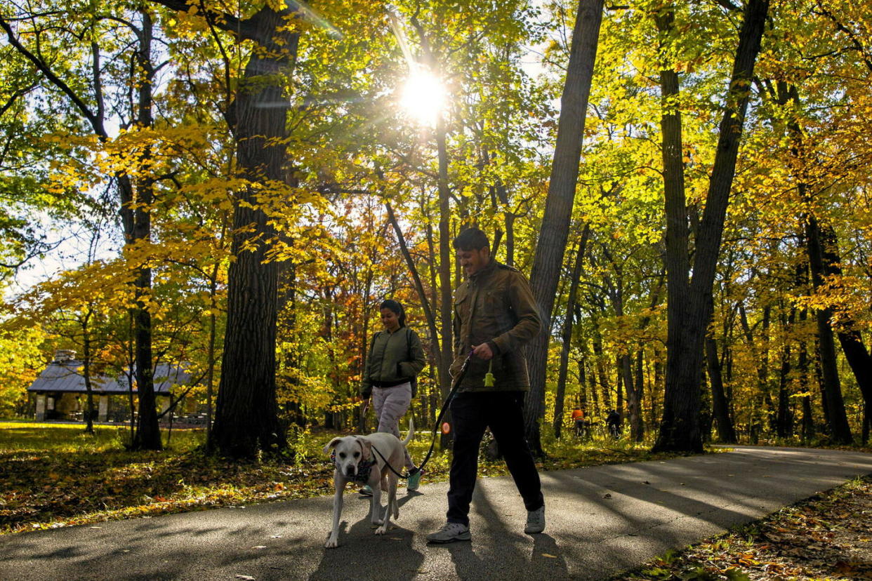 À compter du 15 avril, il sera obligatoire de tenir son chien en laisse lors de balades en forêt.  - Credit:CHINE NOUVELLE/SIPA / SIPA / CHINE NOUVELLE/SIPA