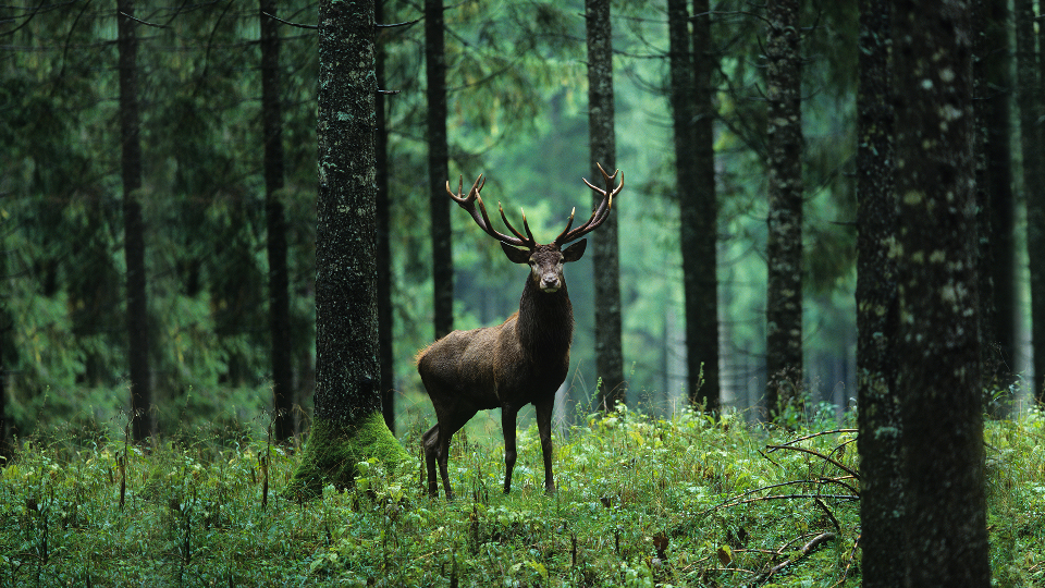 Before: Reindeer in the forest.