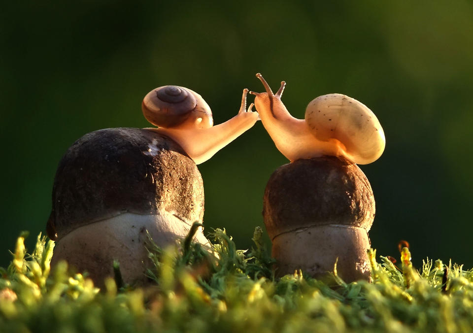 <p>Snails sharing a kiss. (Photo: Vyacheslav Mishchenko/Caters News) </p>