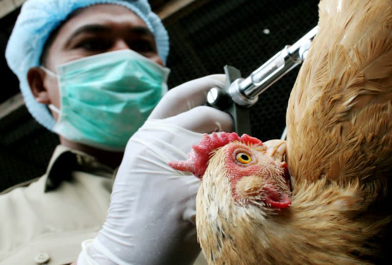 ▲世衛組織密切關注禽流感的傳播現象。示意圖。（圖／美聯社／達志影像）