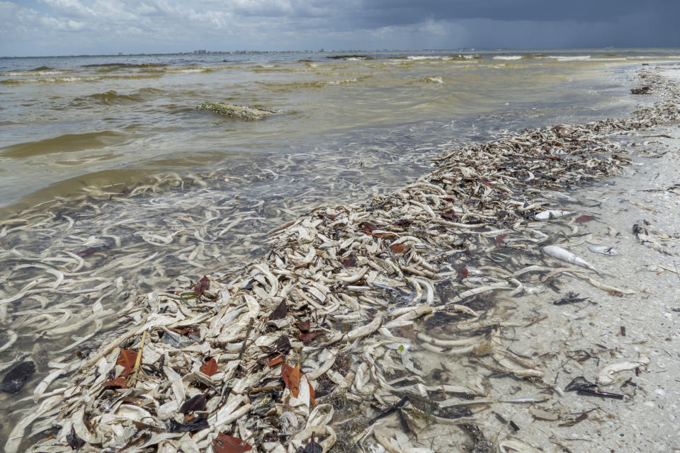 <p>Vista de cientos de peces muertos hoy, viernes 3 de agosto de 2018, en la playa Gulfside City Park, en Sanibel, costa oeste de la Florida (EE.UU.). La “marea roja” que afecta desde hace días la costa suroeste de Florida continúa hoy arrastrando miles de peces muertos hasta playas como la de Sanibel, una isla cuyas aguas muestran en algunas zonas el tono rojizo característico de la floración de la microalga tóxica causante de esta contaminación. EFE/Giorgio Viera </p>