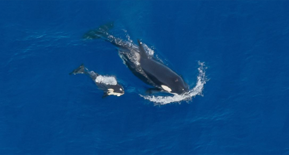 An orca with a brand new calf off of the Exmouth coast in WA's northwest cape. 