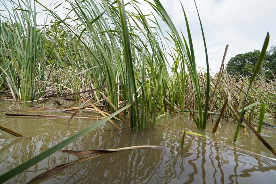 Smooth cordgrass, planted by McIlhenny Company employees and volunteers, as a marsh conservation effort, is seen on Avery Island, La., where Tabasco brand pepper sauce is made, Tuesday, April 27, 2021. As storms grow more violent and Louisiana loses more of its coast, the family that makes Tabasco Sauce is fighting erosion in the marshland that buffers its factory from hurricanes and floods. (AP Photo/Gerald Herbert)