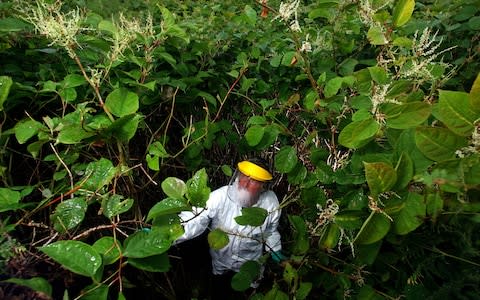 A pest eradication expert poisons Japanese knotweed  - Credit: Tim Cuff/Alamy 