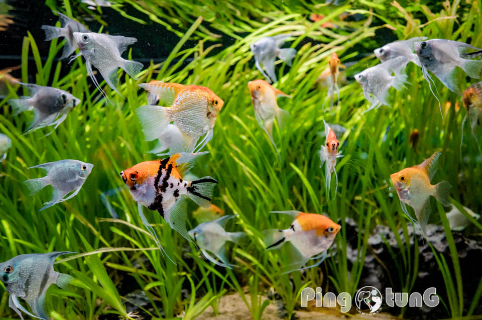 屏東農業科技園區觀賞水族展示廳