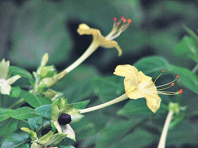 雖稱紫茉莉，但其花還有黃、白等多種顏色；當果子成熟時，則同樣是黑色。（黃潔玲攝）