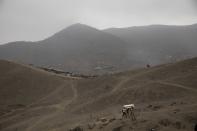 Los trabajadores del cementerio llevan el ataúd que contiene los restos de Apolonia Uanampa, quien murió por el nuevo coronavirus, en el cementerio de Nueva Esperanza, en las afueras de Lima, Perú, el miércoles 27 de mayo de 2020. (AP Foto/Rodrigo Abd)