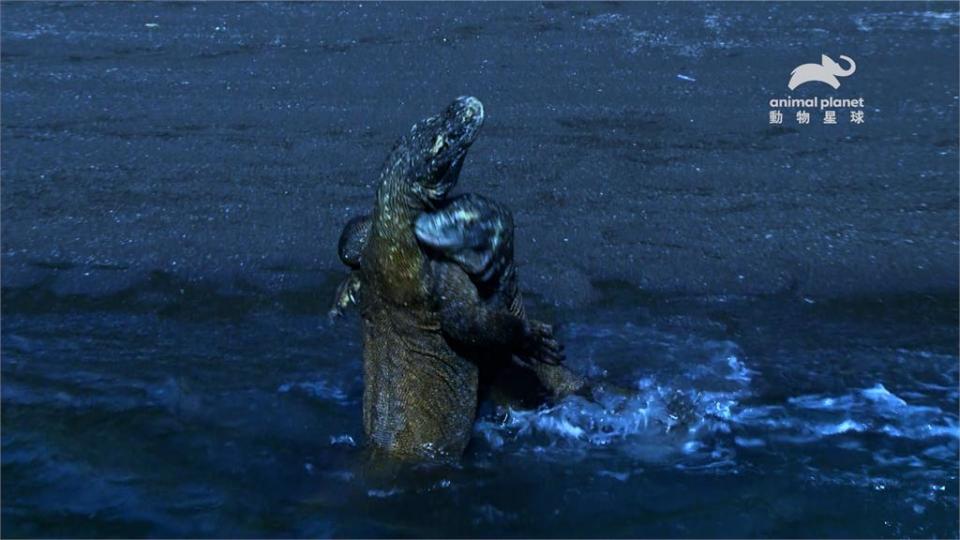 整座島都牠生的！島嶼霸主「科莫多巨蜥」能單性生殖 一隻母蜥能產千隻大軍