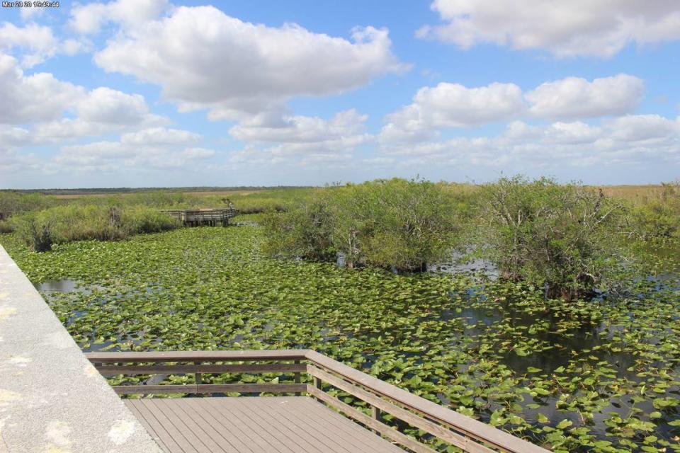 View Anhinga Trail in Everglades National Park.