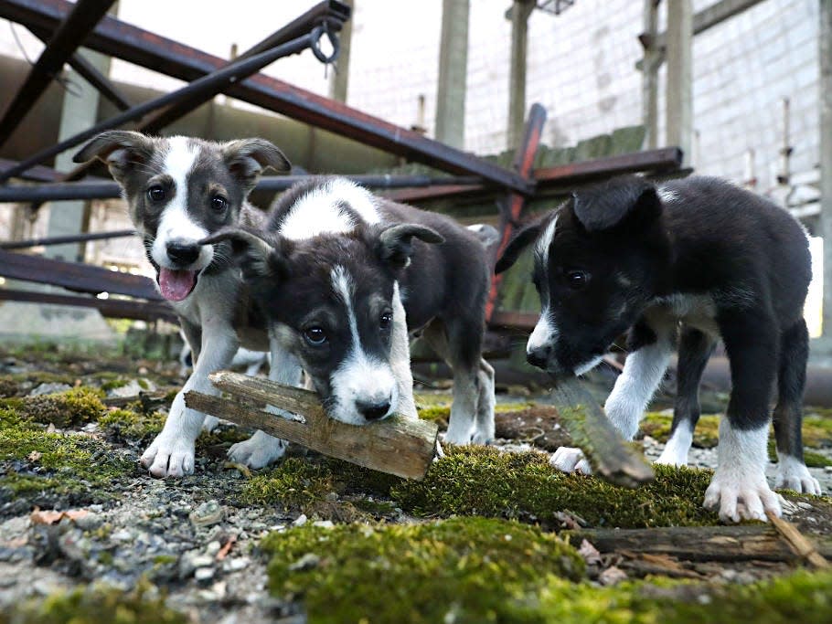 Puppies chernobyl