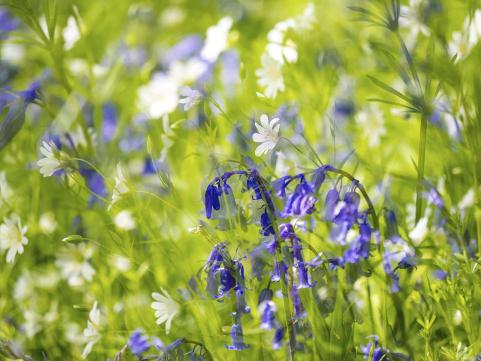 Bluebells