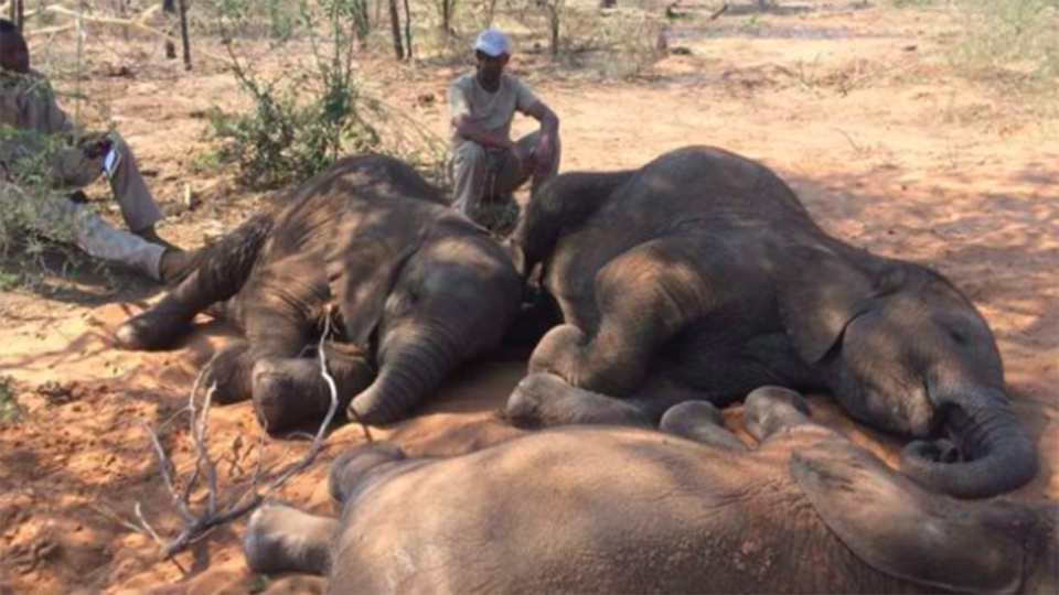 Elephants found dead after poaching Africa