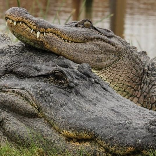 two alligators at south padre island birding nature center