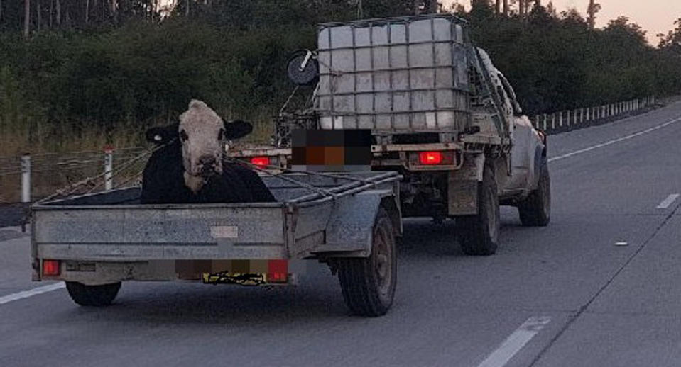 A member of the public saw a vehicle transporting a cow in a box trailer on May 19. Source: Rural Crime – NSW Police Force/ Facebook