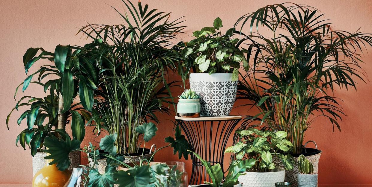 shot of plants growing in vases at home against coral wall