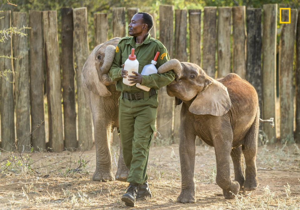 Elephants aren't very patient&nbsp;at feeding time, as is evident when Amos Leleruk and his hangers-on step out for a meal. In the wild, weaning usually occurs when elephants are 5&nbsp;to 10 years old.