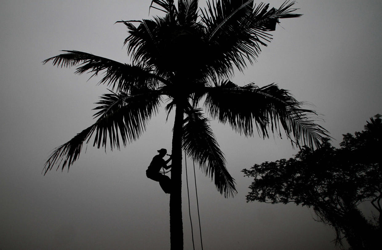 After a Harvard professor deemed coconut oil “pure poison,” India’s horticulture commissioner wrote to the university requesting “corrective measures” and a retraction. (Photo: Associated Press)