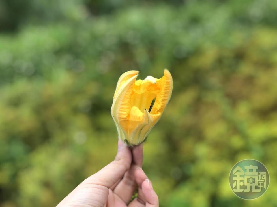 其中使用的南瓜花就在永福部落的香草園採摘。