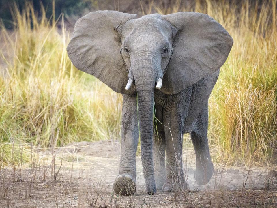 African Elephants