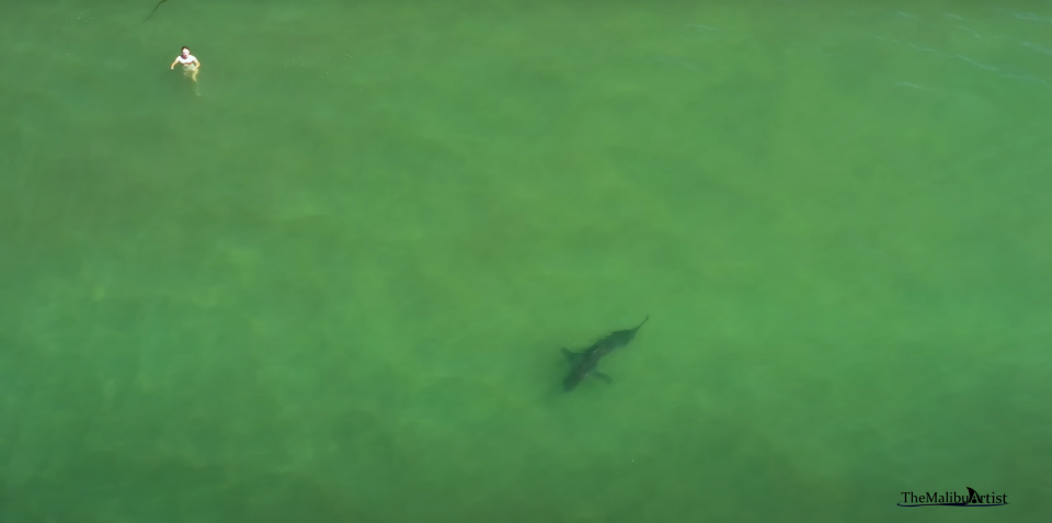 A drone photographer has captured multiple instances of juvenile white sharks swimming near people in Malibu, CA, and each one is nerve-racking to watch.