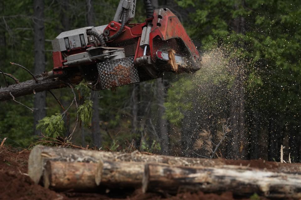 A tree processor is used to cut logs to correct size before being transported to a mill, Tuesday, June 6, 2023, near Camptonville, Calif. Using chainsaws, heavy machinery and controlled burns, the Biden administration is trying to turn the tide on worsening wildfires in the U.S. West through a multi-billion dollar cleanup of forests choked with dead trees and undergrowth. (AP Photo/Godofredo A. Vásquez)