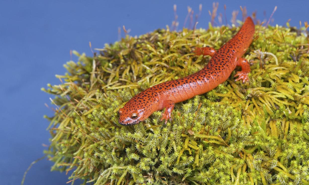<span class="caption">The red salamander (_Pseudotriton ruber_) is a species endemic to the United States</span> <span class="attribution"><a class="link " href="https://www.gettyimages.com/detail/photo/black-lipped-salamander-sitting-on-a-moss-covered-royalty-free-image/499305760" rel="nofollow noopener" target="_blank" data-ylk="slk:Betty4240/iStock via Getty Images;elm:context_link;itc:0;sec:content-canvas">Betty4240/iStock via Getty Images</a></span>