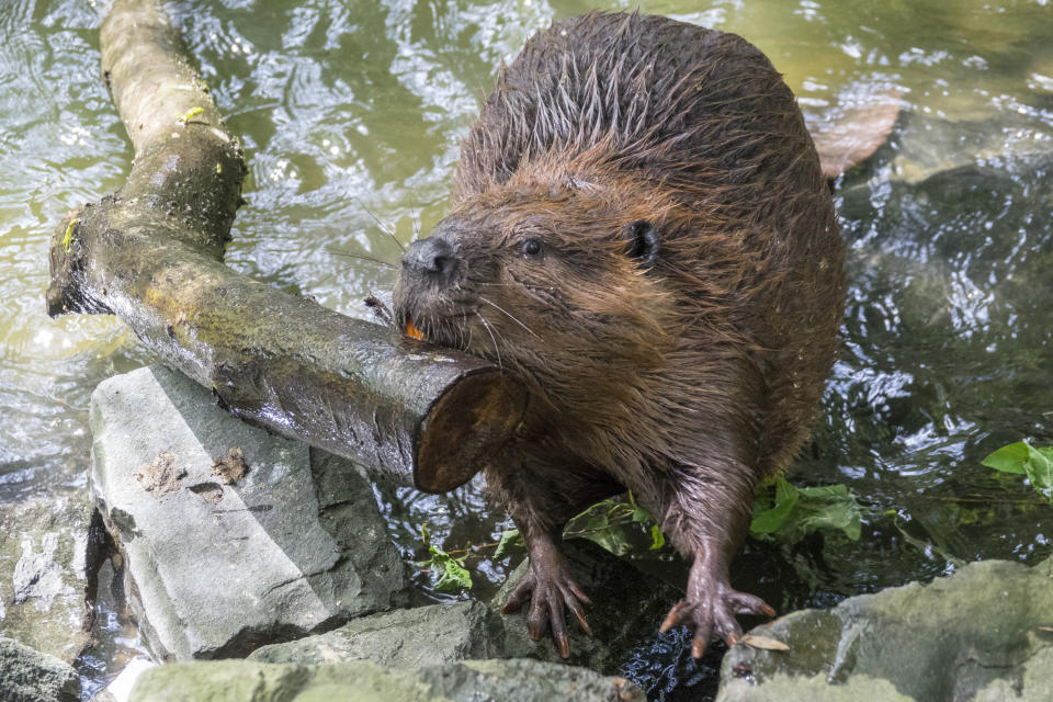 This undated image provided by the Oregon Zoo shows Filbert the beaver in Portland, Ore. (Oregon Zoo via AP)