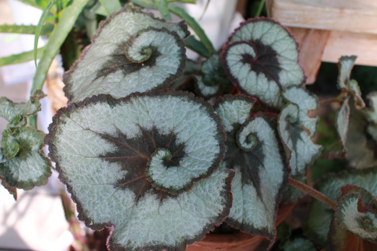 begonia rex cultorum hybrids