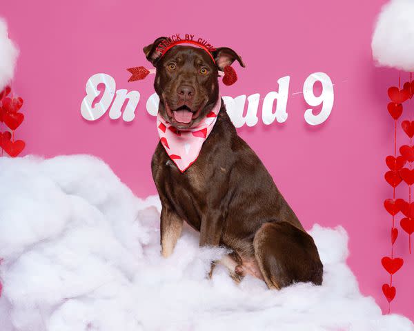 <p>Courtesy of Dubinsky Photos</p> Lucky Dharma a long-stay shelter dog a St Hubert's Animal Welfare Center in New Jersey