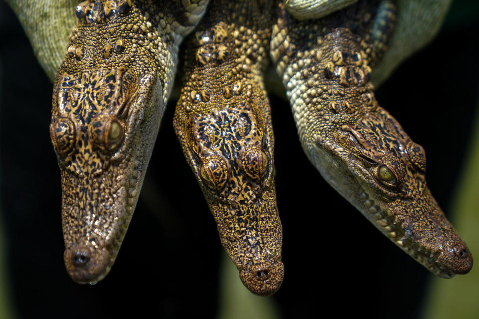 A worker holds young crocodiles