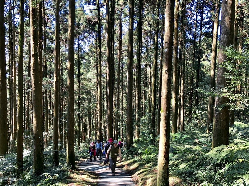 東眼山自導式步道走路約1個小時，就能登頂台灣小百岳之一的東眼山。   圖：新竹林管處／提供