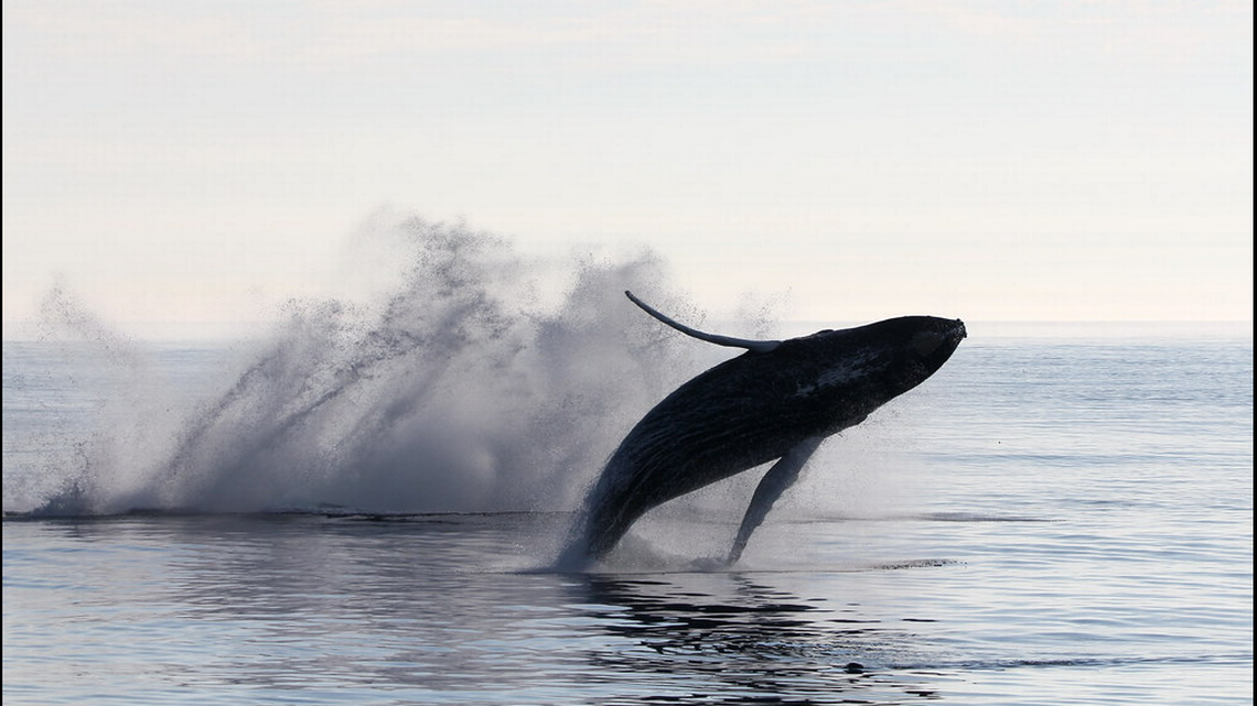 The third humpback breaching. Shannon Nielsen/Allied Whale Bar Harbor Whale Watch