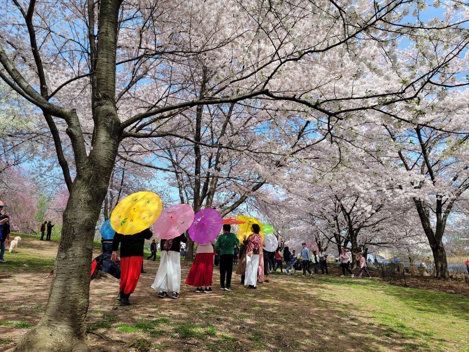 A group of about 10 people stand in a line under the shade of several cherry trees with brightly colored parasols over their shoulders.