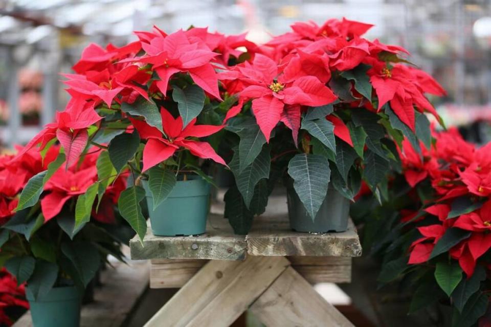 Poinsettia plants offer festive color throughout the holiday season.