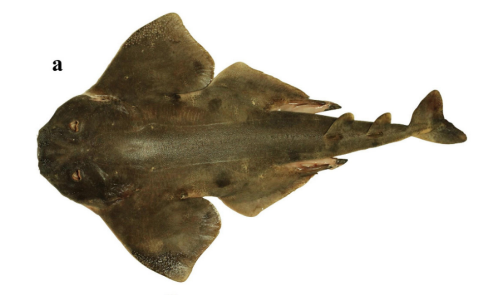 Angel sharks are bottom-dwelling sharks that ambush their prey as they swim overhead.