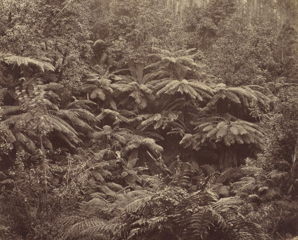 <span class="caption">Anson Brothers Studio, Fern Tree Gully, Hobart Town, Tasmania, 1887. Albumen print. </span> <span class="attribution"><span class="source">Collection of the Art Gallery of New South Wales.</span></span>