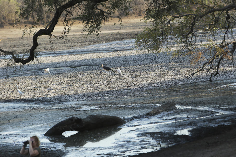 In this photo taken on Sunday, Oct. 27, 2019, birds are seen on a sun baked pool that used to be a perennial water supply in Mana Pools National Park, Zimbabwe. An estimated 45 million people are threatened with hunger due to a severe drought that is strangling wide stretches of southern Africa. International aid agencies said they are planning emergency food deliveries for parts of South Africa, Zambia, Zimbabwe and other countries hard hit by a combination of low rainfall and high temperatures as summer approaches in the southern hemisphere. (AP Photo/Tsvangirayi Mukwazhi)