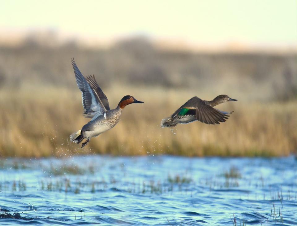 Teal are the first ducks to migrate through Oklahoma in September, heading for their wintering grounds.