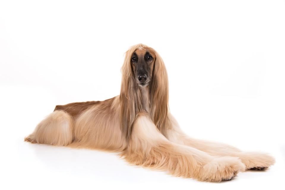 Afghan hound (Courtesy of the AKC)