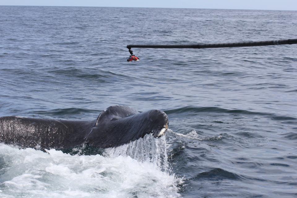 Researchers place a tag on a humpback whale with a 40-foot pole. A similar tag was placed on a sei whale, but with a drone.