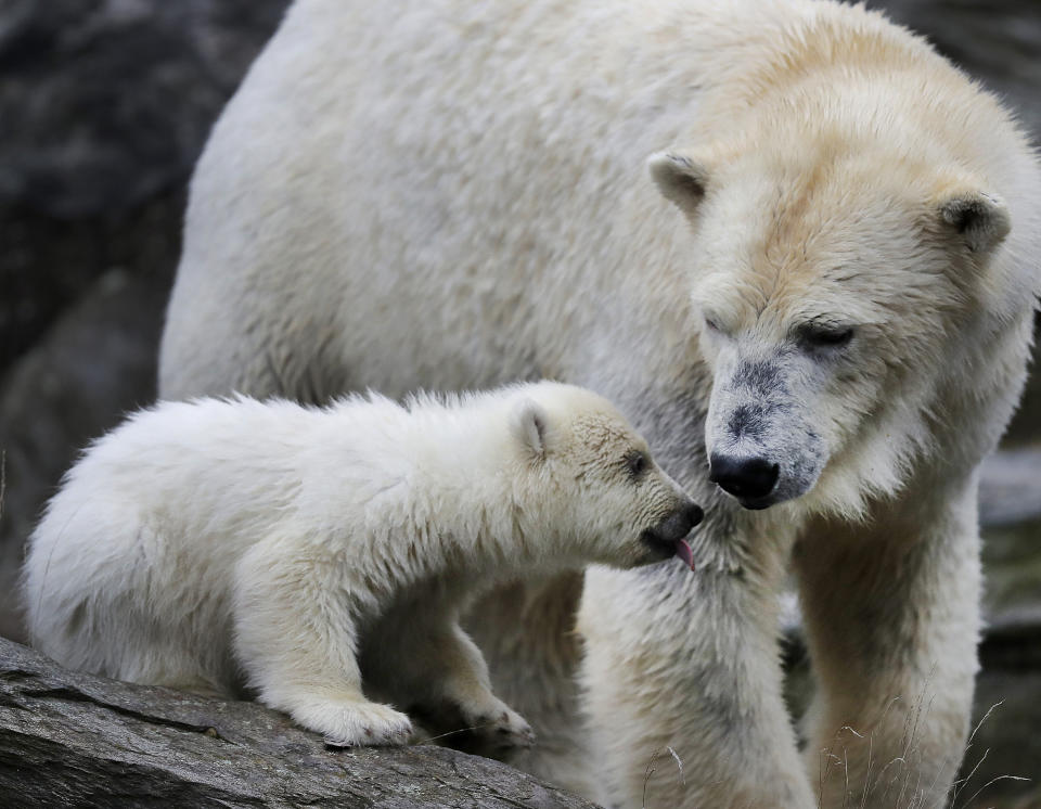 A female polar bear baby walks with its mother Tonja through their enclosure at the Tierpark zoo in Berlin, Friday, March 15, 2019. The still unnamed bear, born Dec. 1, 2018 at the Tierpark, is presented to the public for the first time. (AP Photo/Markus Schreiber)