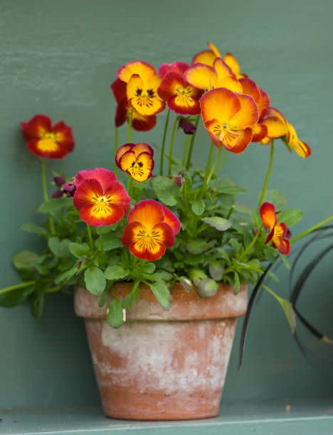 2) Pansies