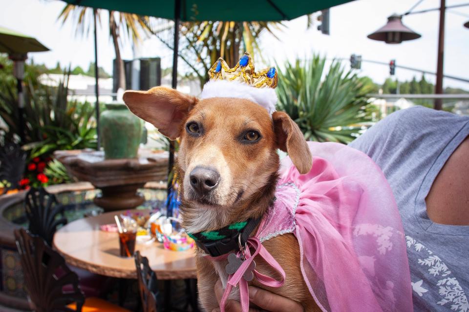 The annual event, hosted by the Helen Woodward Animal Center, allows adopted pets the chance to reunite with their litter mates and favorite shelter volunteers