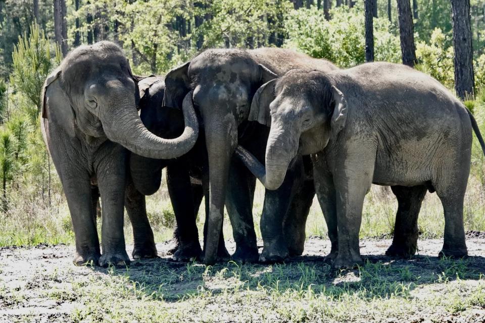 White Oak Conservation Elephants