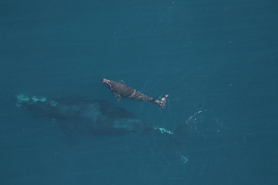 The calf of right whale "Juno" surfaces over her mother roughly 19 miles off Amelia Island, Florida on Dec. 9, 2023 in this photo taken by Florida Fish and Wildlife Conservation Commission under NOAA Permit 26919.