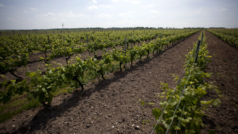 Remy Cointreau vineyard