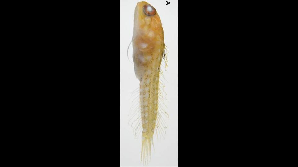 The specimen discovered near Nagannu island is yellow with white spots, unlike the other reddish-brown fish. G. Shinohara via ZooKeys