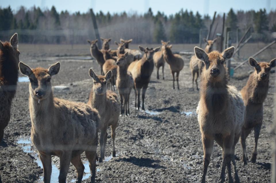 The elk on Mike Soenens's farm in the Chelmsford area of Greater Sudbury are tested for chronic wasting disease when they are slaughtered and have never come back positive. 