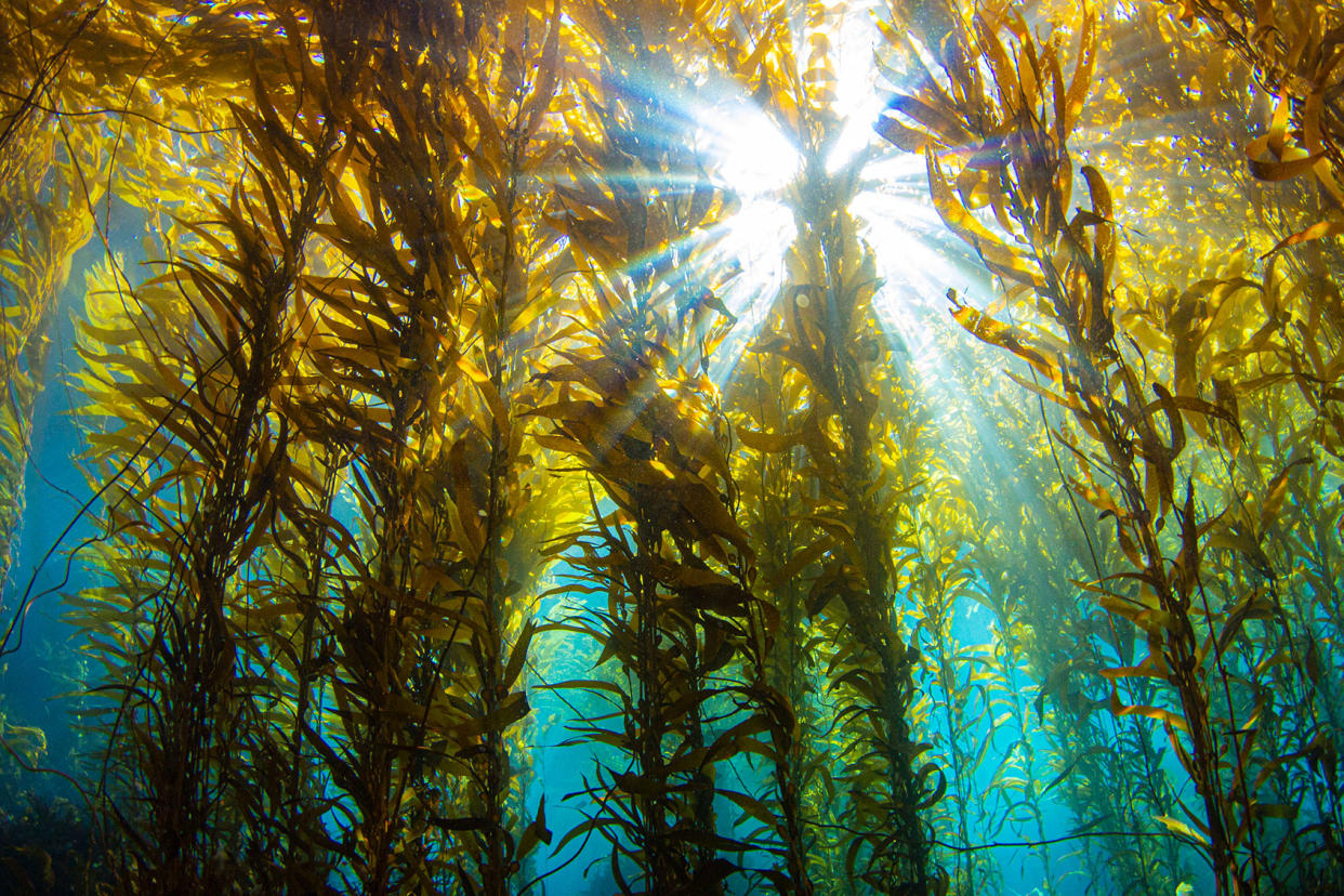 Underwater Kelp Forrest Getty Images/Douglas Klug